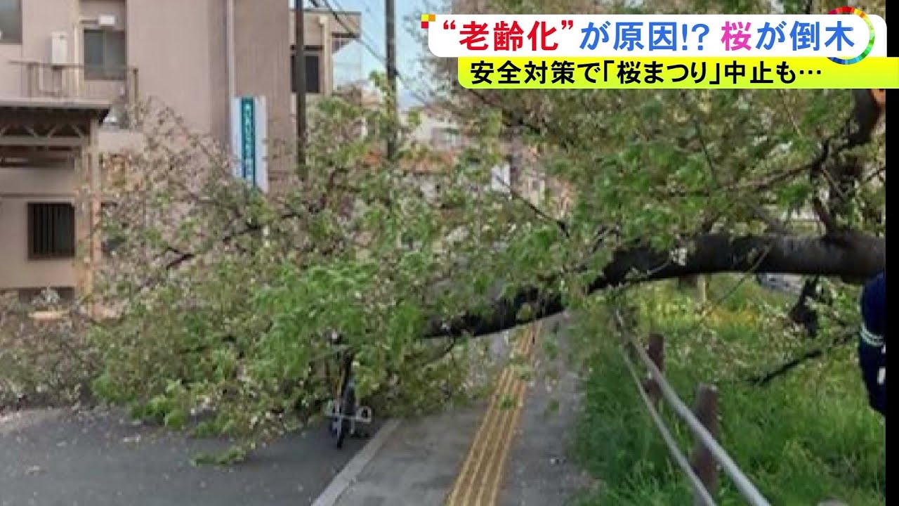 A large branch breaks off and knocks a woman's bicycle over in a