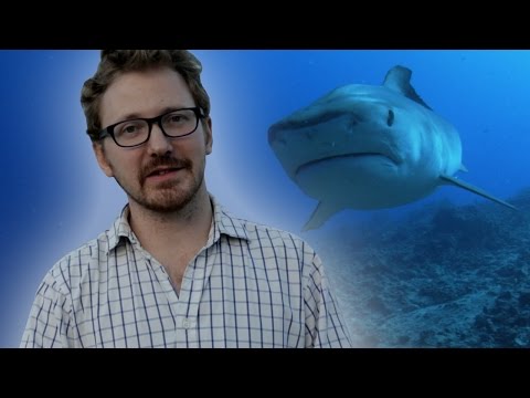 Do Sharks Attack Humans? | Q&A | Earth Unplugged