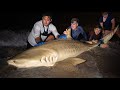 Massive TIGER SHARK Caught From Beach