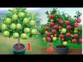 The two simplest methods of propagating apple trees at home are both 100 successful