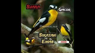 SUARA PIKAT SIKATAN EMAS LANGSUNG LENGKET