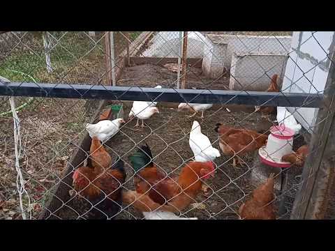 Обустройство курятника.Курочкам в