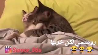 حالات واتس اب حب قطط لكن خربها😂