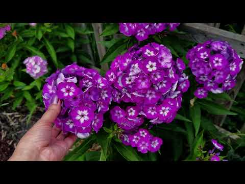 Is My Garden Holiday-Proof? Can the Plants Handle a Dry Spell?