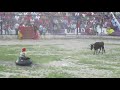 Bufones en la fiesta a la virgen del rosario de chiquinquir cascas11115