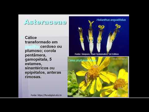 Vídeo: Asteraceae Selvagem
