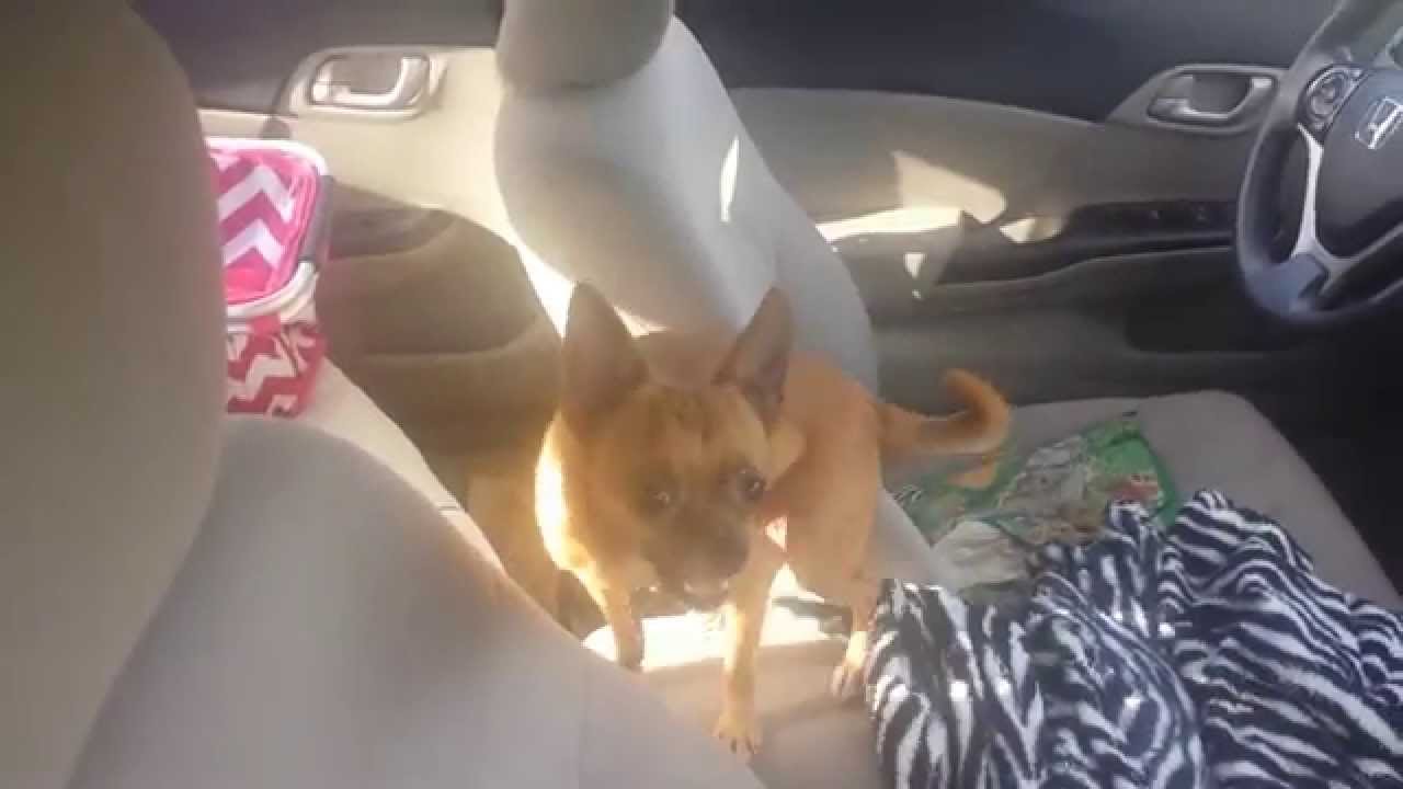 Dog Left In Hot Car YouTube