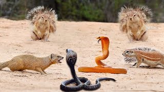 King Cobra Fight #cobra #kingcobra #snake