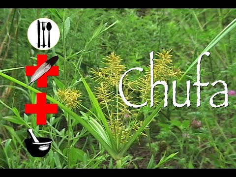Video: Syt Edible, Or Chufa