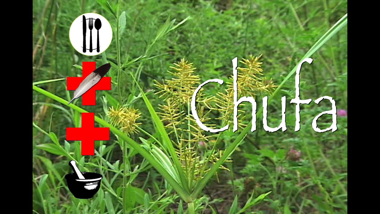 Chufa Flatsedge: Edible, Medicinal & Other Uses - YouTube