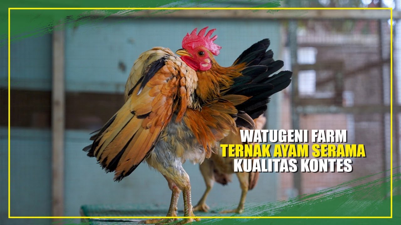 TERNAK AYAM SERAMA MASIH MENJANJIKAN, WATUGENI FARM MASIH EKSIS