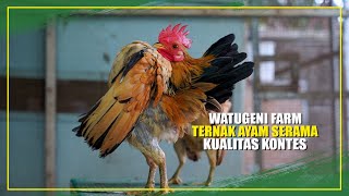 SERAMA CHICKEN FARMING IS STILL PROMISING, WATUGENI FARM STILL EXISTS