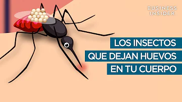 ¿Qué insectos ponen huevos en tu piel?