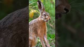 Заяц: Он Вам Не Кролик! 😉 #Природа #Животные #Заяц