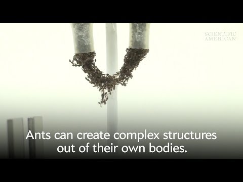 Fire Ants Build "Eiffel Tower" Structures