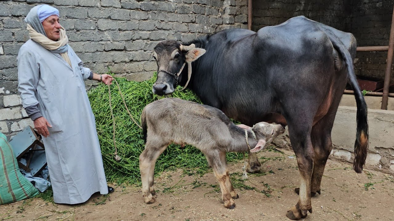نزول شديد في اسعار الجاموس الوالد المنوفي الأصلي من مزرعة المعلم واصف الحارون