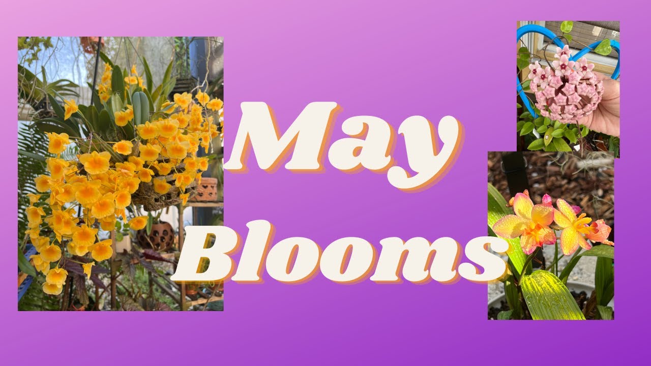 MayBlooms - YouTube