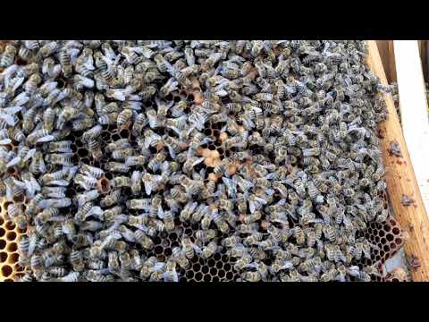 Video: Kako stvoriti farmu mrava: 11 koraka (sa slikama)