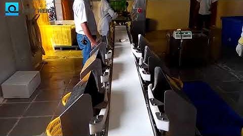 Weight Grader   Tilapia grading  automatically