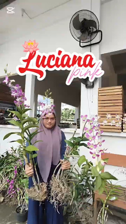 Harvest Lusiana Pink‼️ Gives a cheap price⁉️ #orchid #orchid #vintage