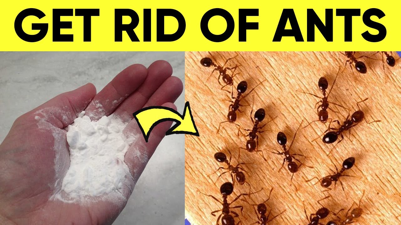 A Natural Way To Get Rid Of Ants In House Permanently (In 1 Minute)