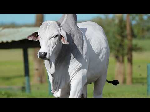 LOTE 42 - CSCN 23392