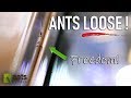 Allowing Ants to Free-Roam and Live in my Room
