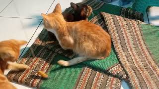 Pretty orange cat playing with yarn