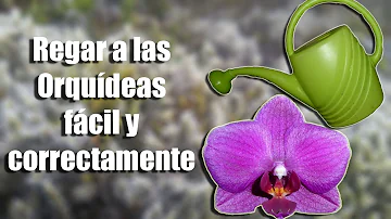 ¿Cómo se riega una orquídea?