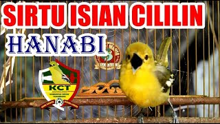 Hanabi Sirtu Cipoh Gacor Isian Cililin - Komunitas Cipow Tangerang