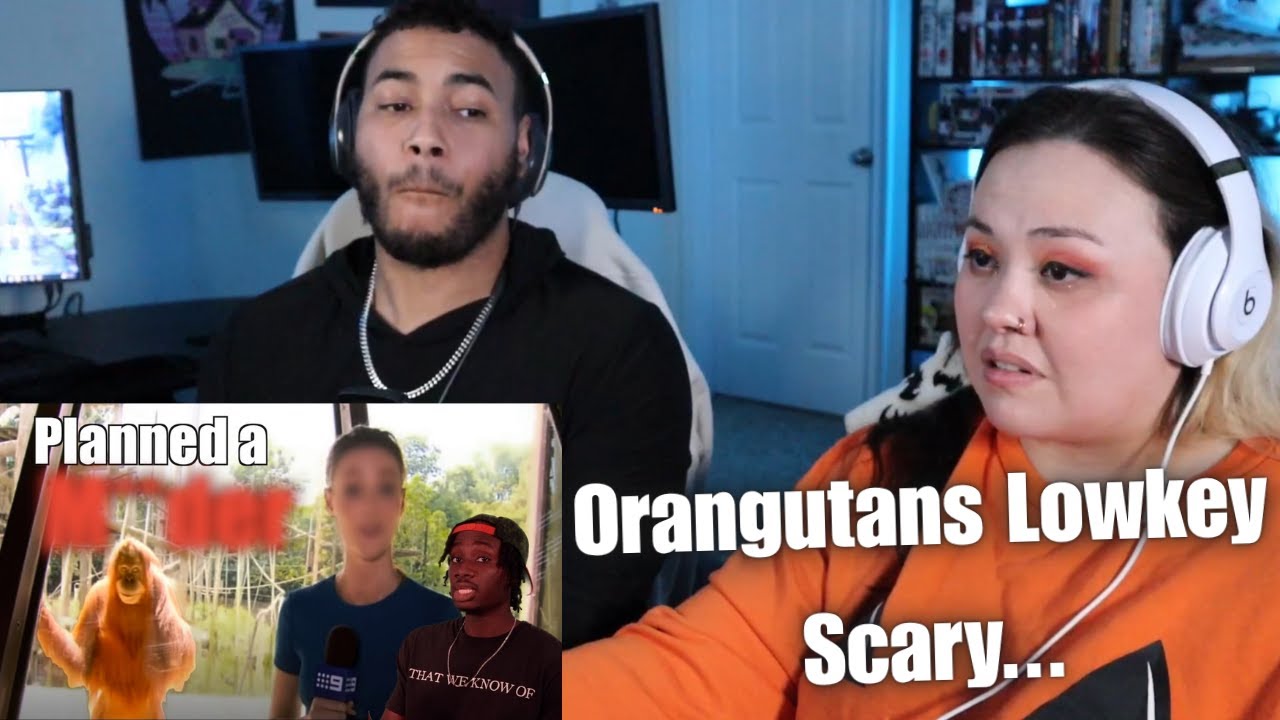 OtakuCouple отреагировал на потенциально пугающий интеллект орангутанга от Casual Geographic