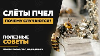 Слет пчел - 10 причин, почему слетают пчелы осенью и весной