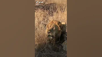 مستحيل تصدق ان هذا صوت زئير الأسد 