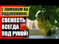 ⭐ КАК ВЫРАСТИТЬ ЦИТРУС ИЗ КОСТОЧКИ 💯 ДОМАШНИЙ ЛИМОН ИЗ СЕМЕЧКА 🔴