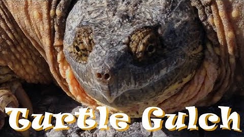"TURTLE GULCH" - Official Video from the album VITALITY - Giant Snapping Turtle