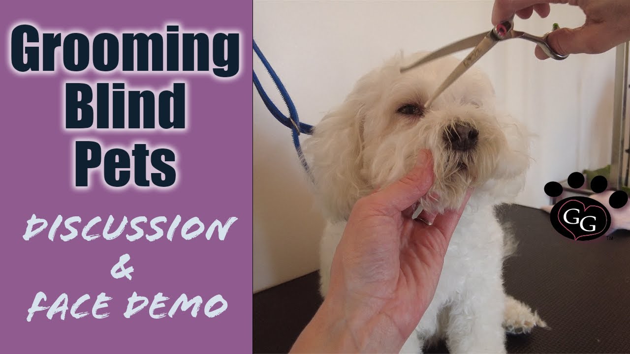 Grooming Blind Pets Discussion of handling considerations and face