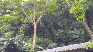 1080515頭城農場生態觀察：白藍鵲。