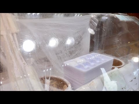 Japanese Street Food:BEANS CRACKERS in Nishiki Market