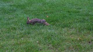 Rabbit - DSC 0182