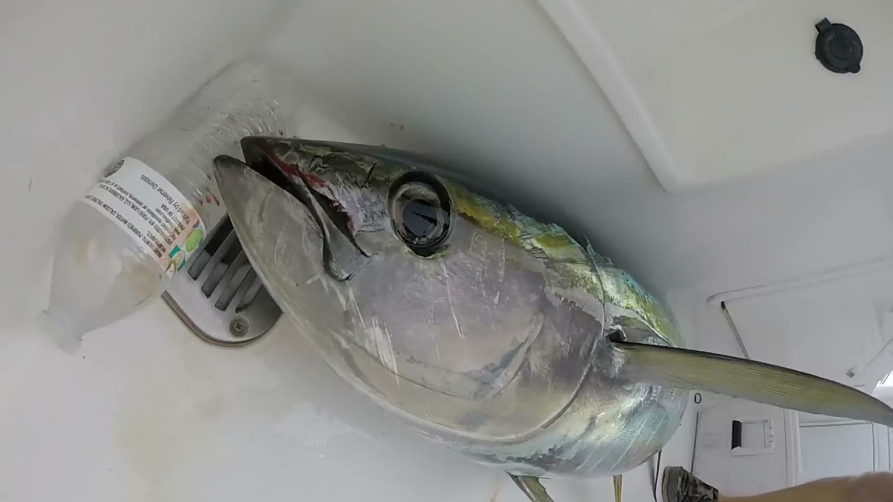 TUNA FISHING ON THE SELECT LINES OUT OF OCEAN CITY, MD YouTube