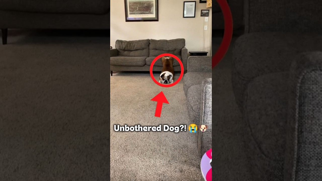 Fun Facts About Your Bulldog 😂🐶 