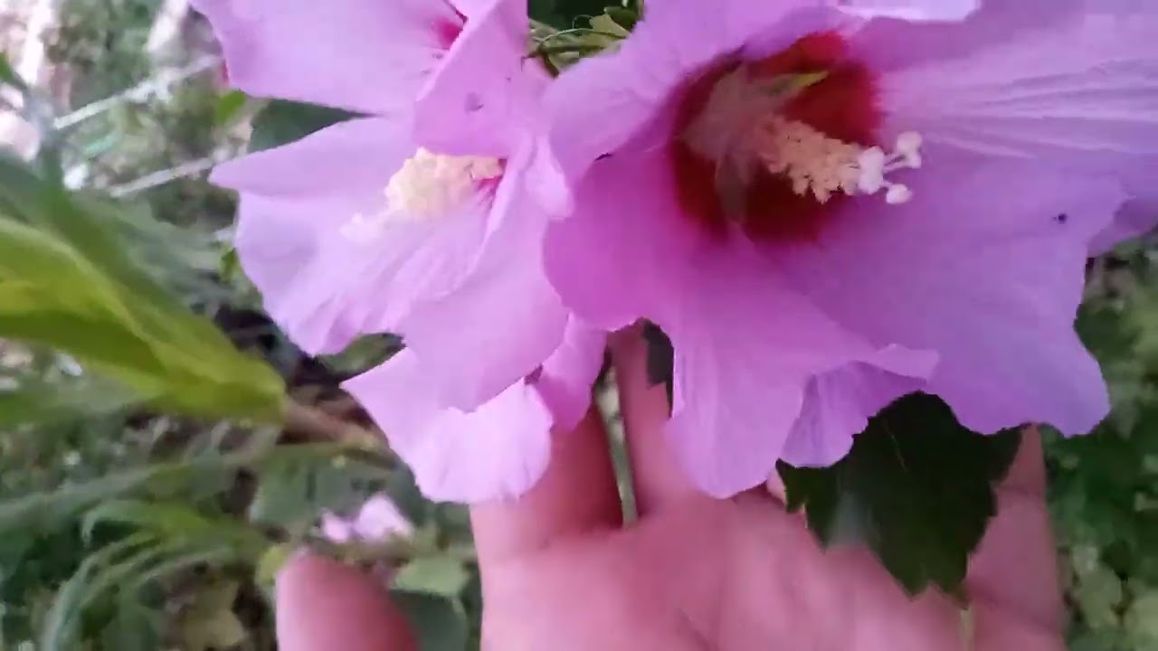 Rose of Sharon, plant trade 🌱🥰 