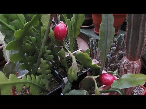 My Epiphyllum Cactus plants Cross pollination Seed Pods Update