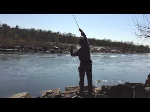 Fly Fishing For Shad