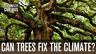 can we plant enough trees to fix climate change? eternally curious 3