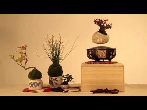 Air Bonsai, your "little star" on Kickstarter now! Levitating Bonsai trees