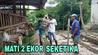 MATI DENGAN KESALAHAN PETERNAK SENDURI