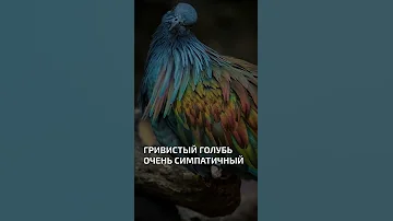 Гривистый голубь очень симпатичный  - интересные факты о птицах