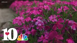 The Dogwood neighborhood trails are now open through April 30th