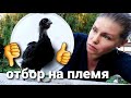 Отбор лучшей птицы на племя. Боремся с расклевом у цыплят